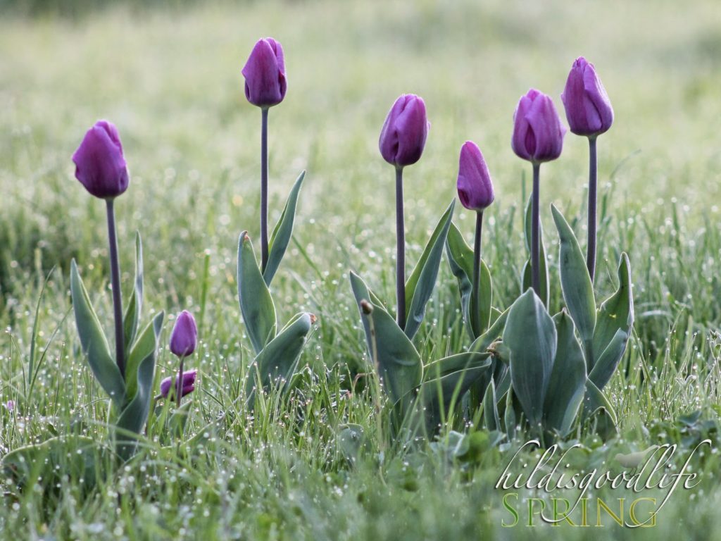 Spring, the sweet Spring, ... | Hildisgoodlife